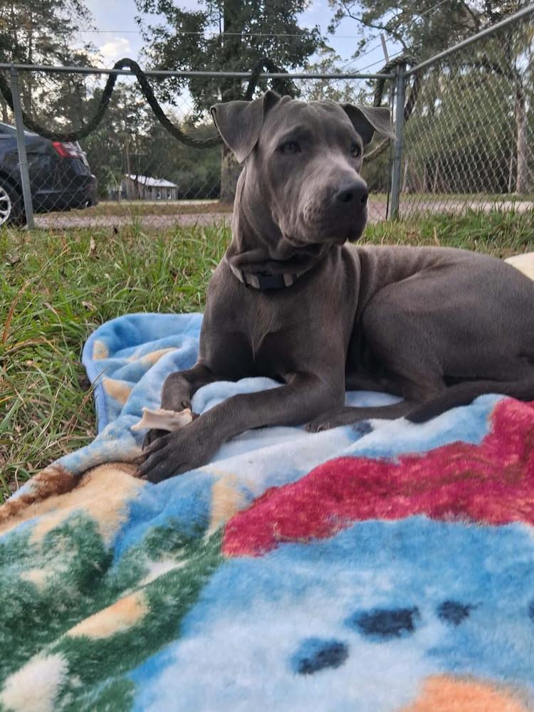 Enlarge Sadie, a Adoptable mixed breed in Aulac, NB image 2/6