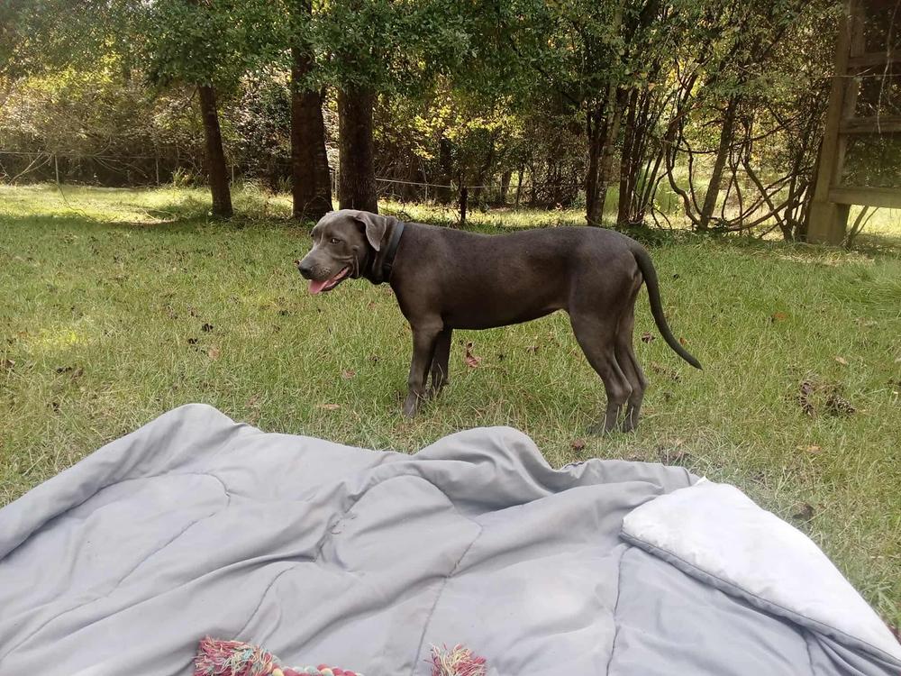 Sadie, a Adoptable mixed breed in Aulac, NB image 3/6