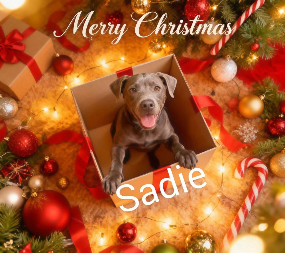 Sadie, a Adoptable mixed breed in Aulac, NB image 4/6