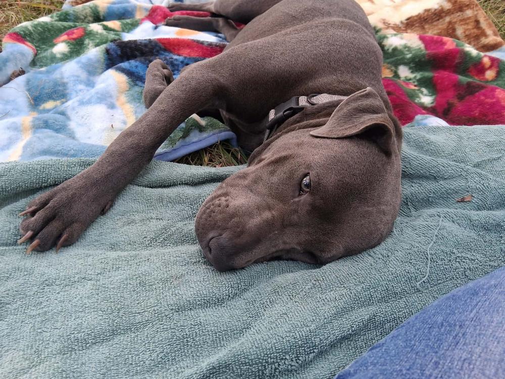 Sadie, a Adoptable mixed breed in Aulac, NB image 5/6