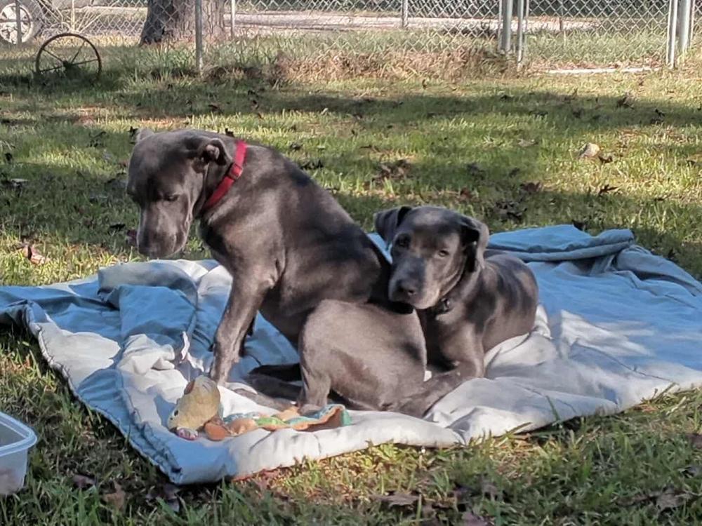 Sadie, a Adoptable mixed breed in Aulac, NB image 6/6
