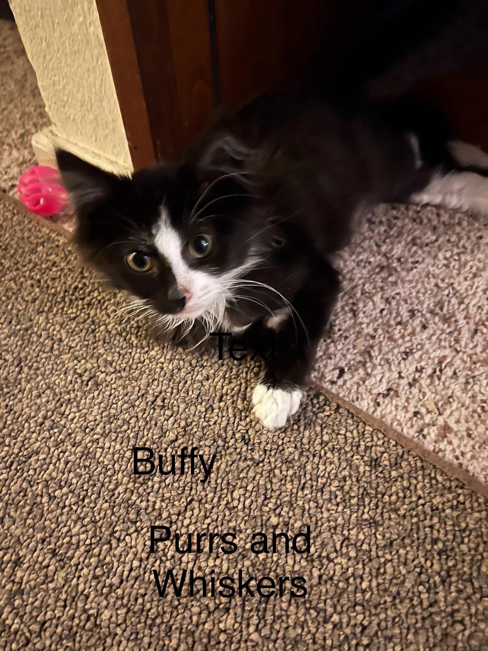 Buffy, Adoptable, Kitten Female Domestic Long Hair.