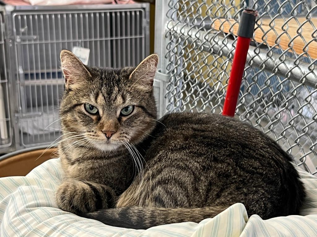 Enlarge Tazer aka tillie - Luna, a Adoptable mixed breed in Syracuse, IN image 1/1