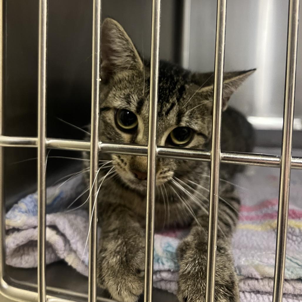 Cornbread, ADOPTABLE, Adult • Female, American Bobtail & Domestic Short Hair.