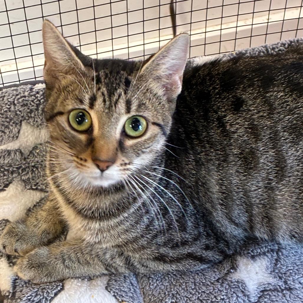 Enlarge Cornbread, a Adoptable mixed breed in Brownsboro, AL image 2/2
