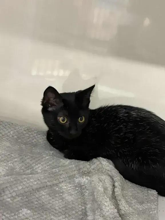 Katrina, Adoptable, Kitten Female Domestic Short Hair.