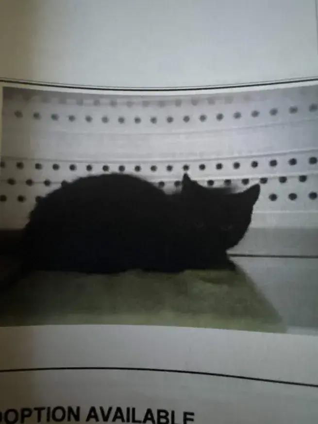 Katrina, a Adoptable mixed breed in Grand Rapids, MI image 2/4