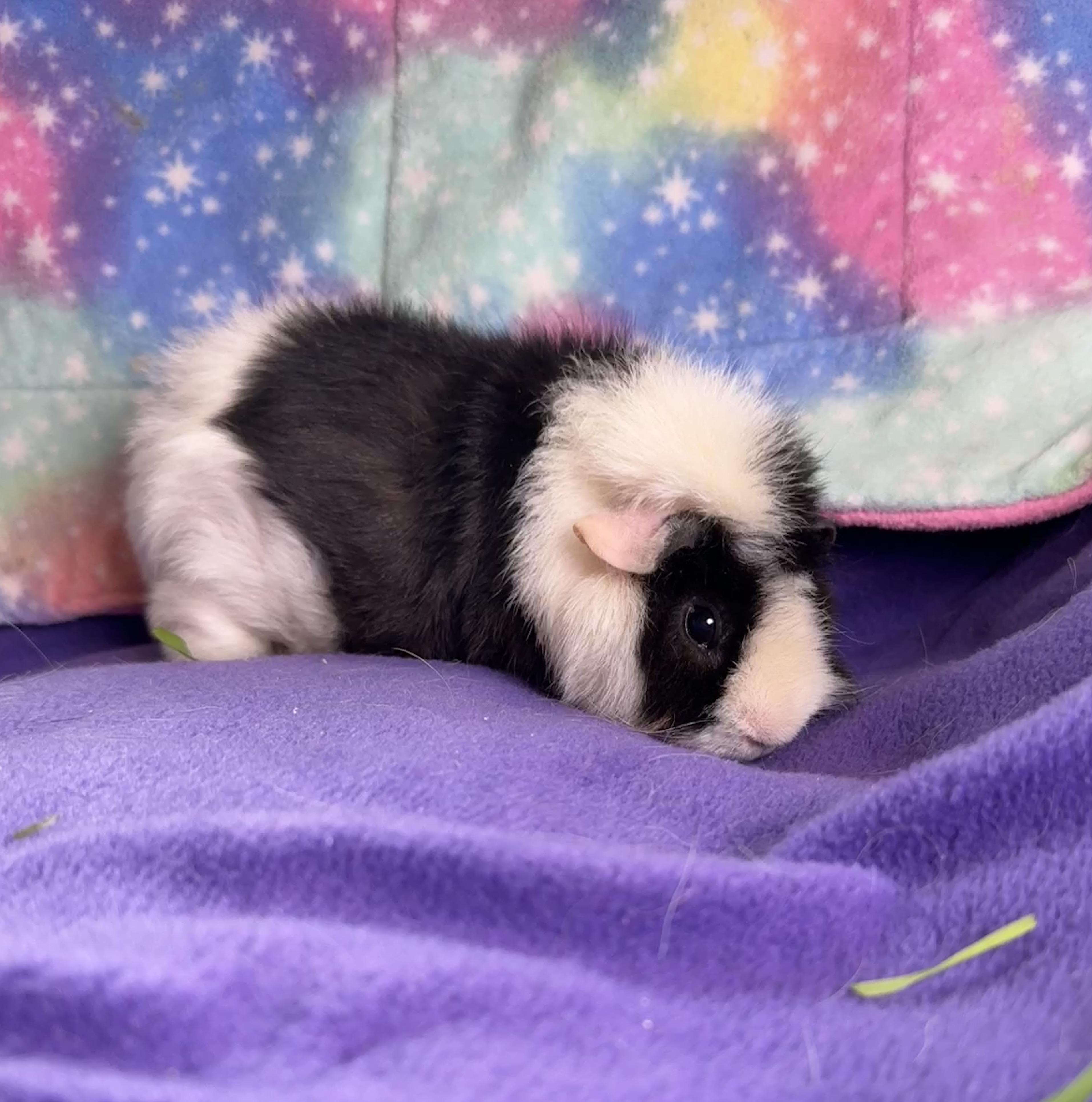 Enlarge Ruby & Ashley, an adopted mixed breed in San Antonio, TX image 1/4