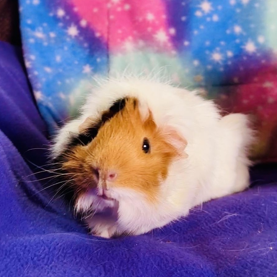 Enlarge Ruby & Ashley, an adopted mixed breed in San Antonio, TX image 3/4