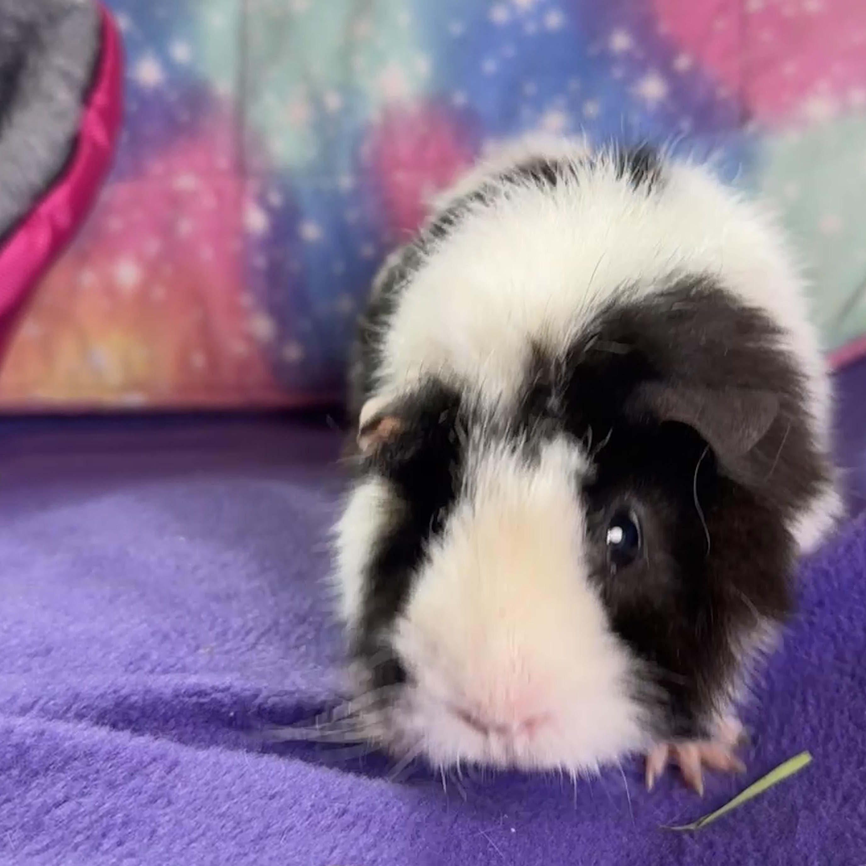 Enlarge Ruby & Ashley, an adopted mixed breed in San Antonio, TX image 4/4