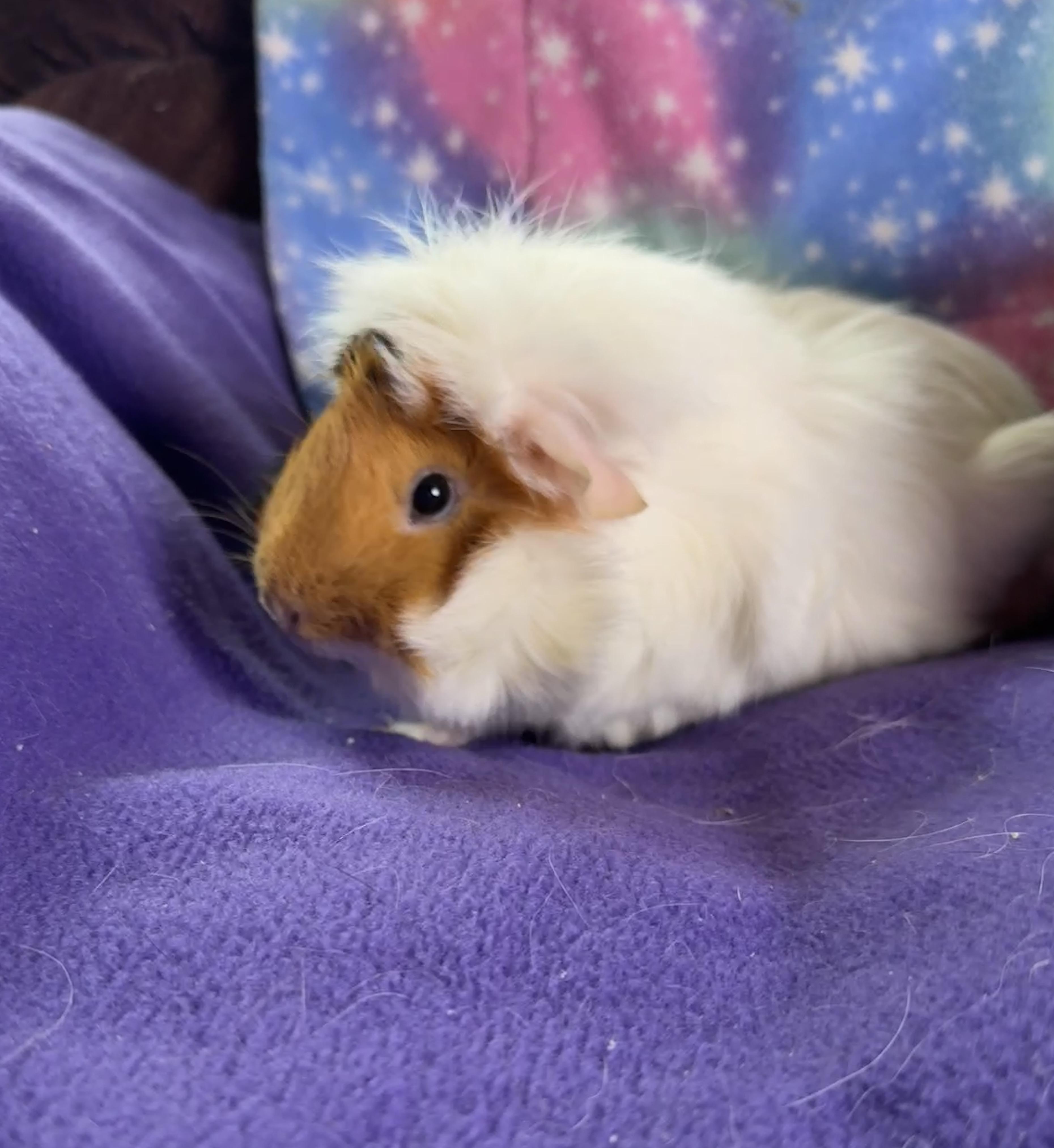 Enlarge Ruby & Ashley, an adopted mixed breed in San Antonio, TX image 2/4