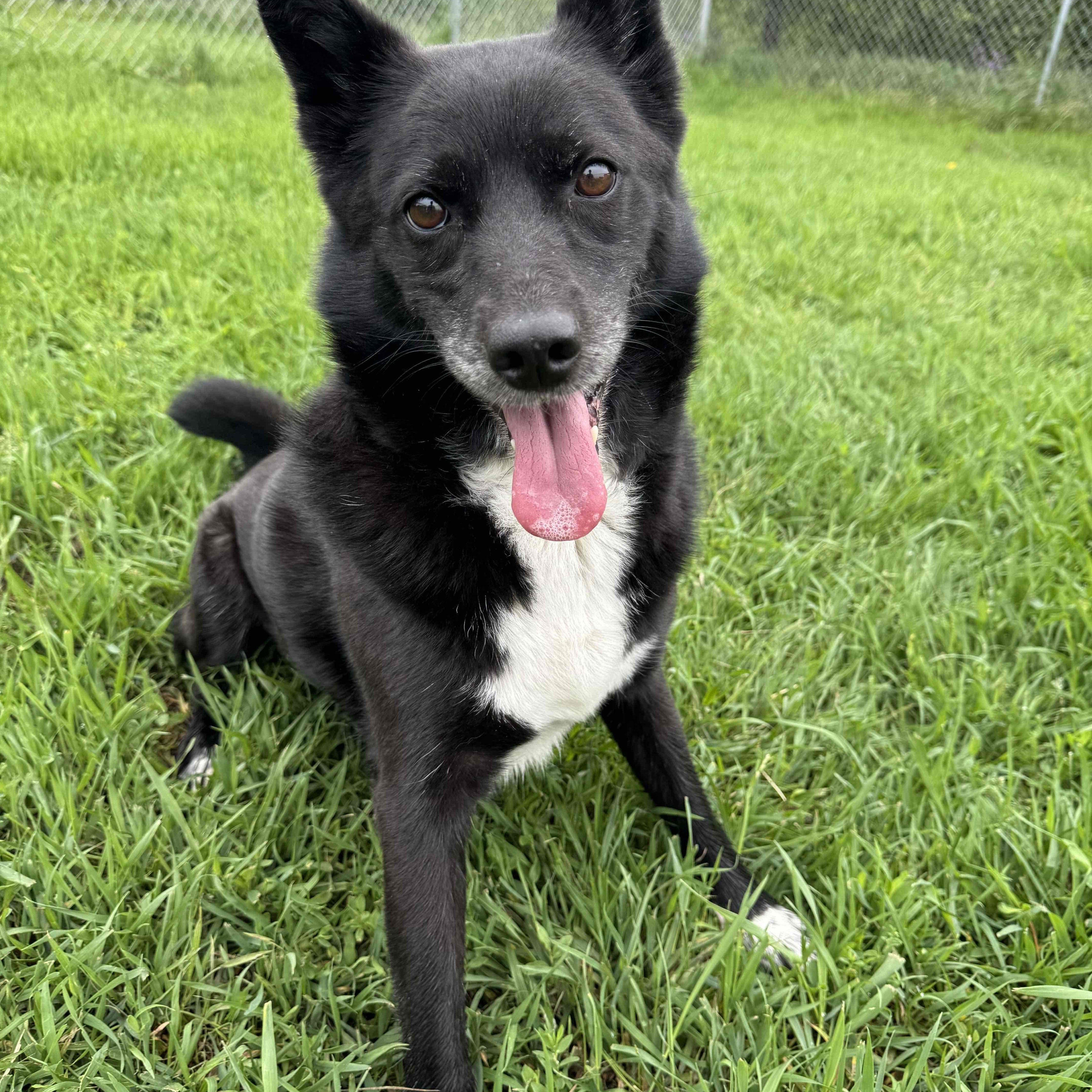 Lola, an adoptable Border Collie in Morris, MN, 56267 | Photo Image 1