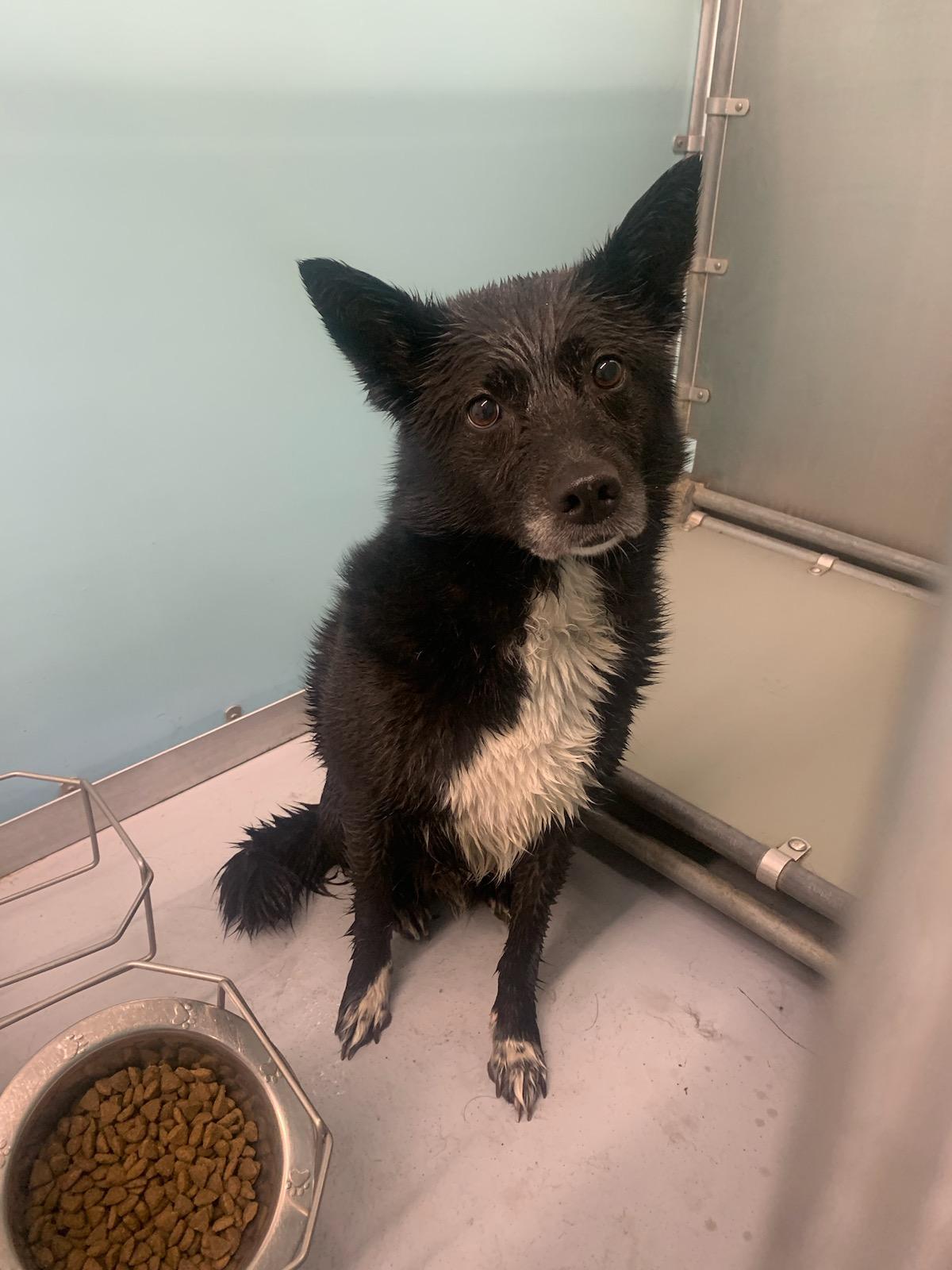 Lola, an adoptable Border Collie in Morris, MN, 56267 | Photo Image 2