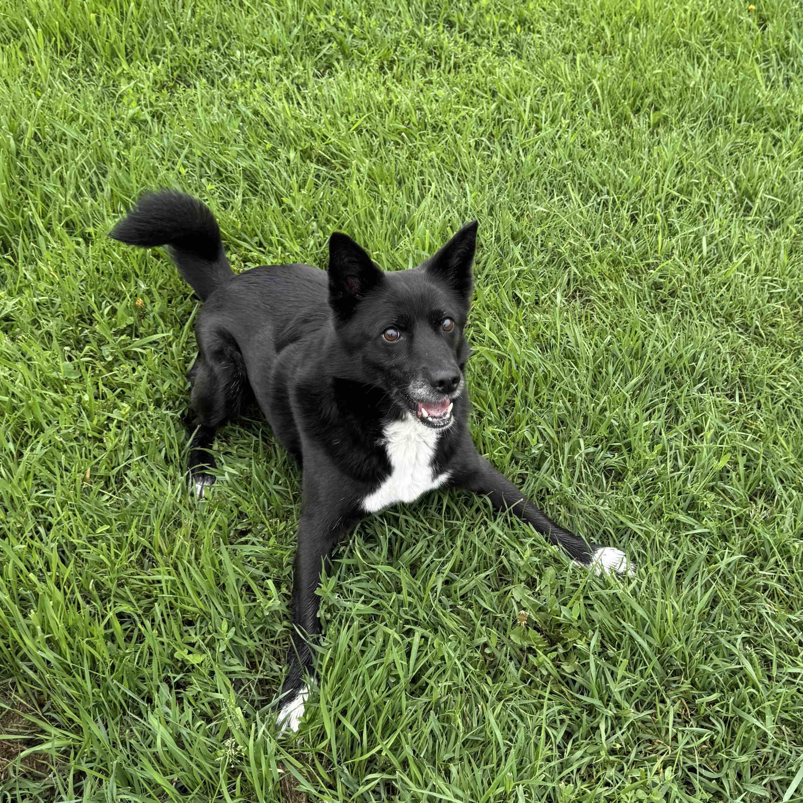 Lola, an adoptable Border Collie in Morris, MN, 56267 | Photo Image 3