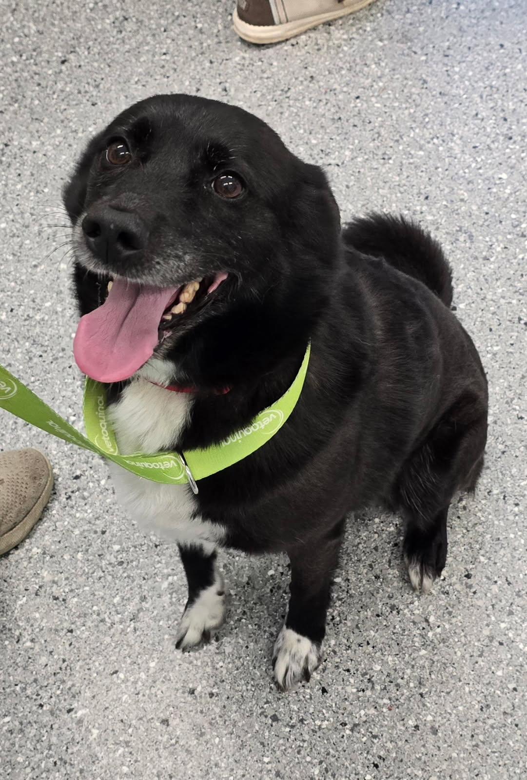 Lola, an adoptable Border Collie in Morris, MN, 56267 | Photo Image 4