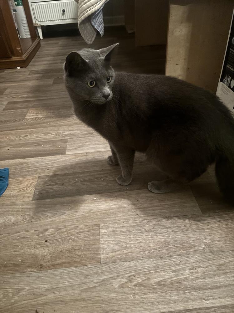 Figaro, a Adoptable Domestic Short Hair in Salisbury, NC image 1/6