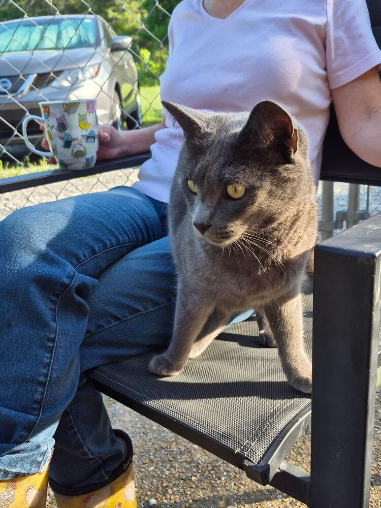 Figaro, a Adoptable Domestic Short Hair in Salisbury, NC image 2/6