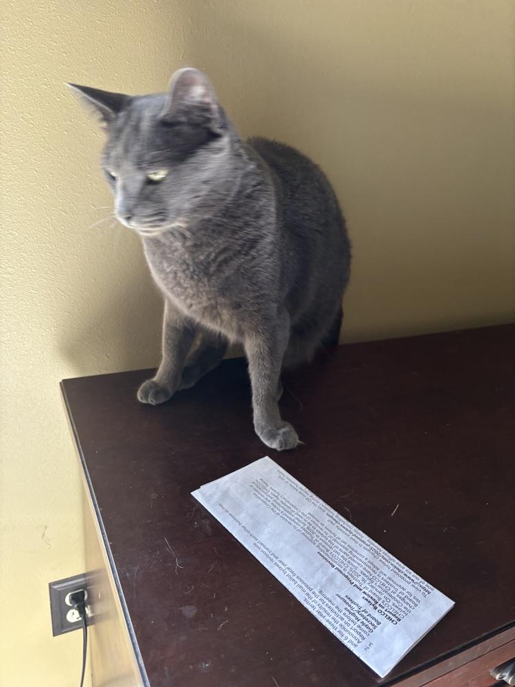 Figaro, a Adoptable Domestic Short Hair in Salisbury, NC image 3/6