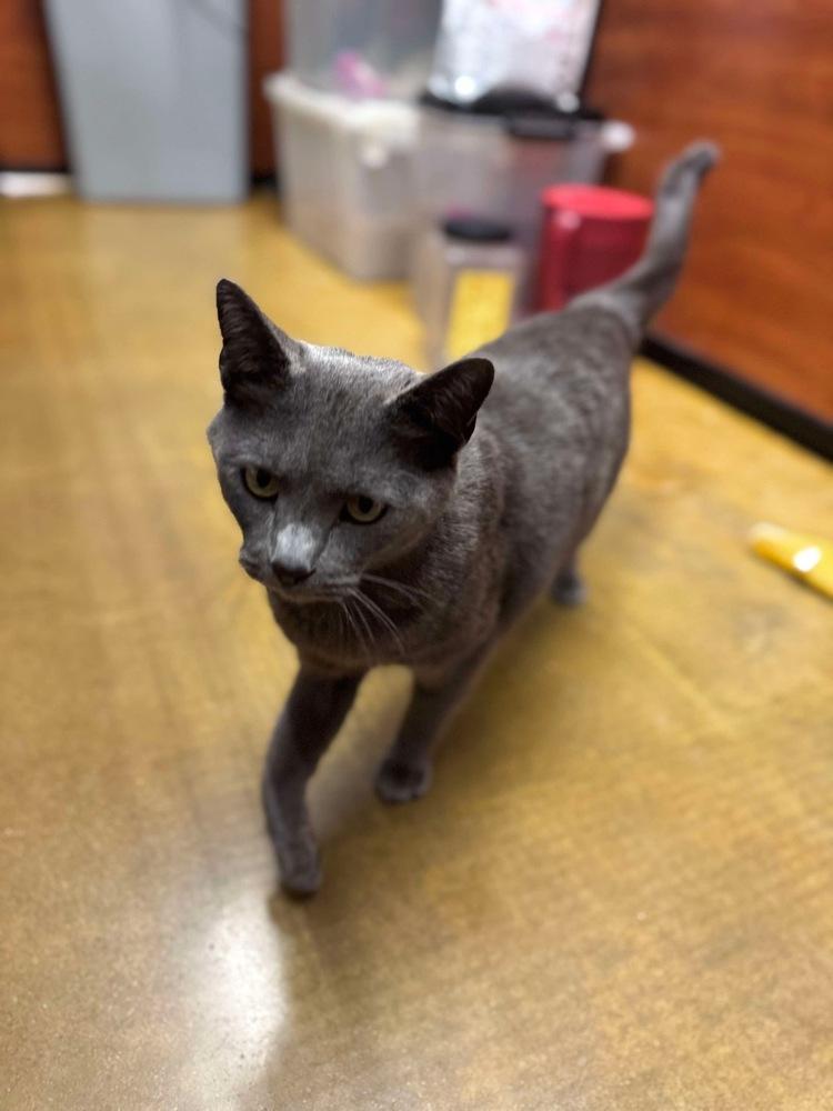 Figaro, a Adoptable Domestic Short Hair in Salisbury, NC image 4/6
