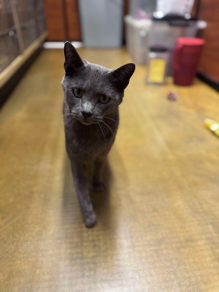 Figaro, a Adoptable Domestic Short Hair in Salisbury, NC image 5/6