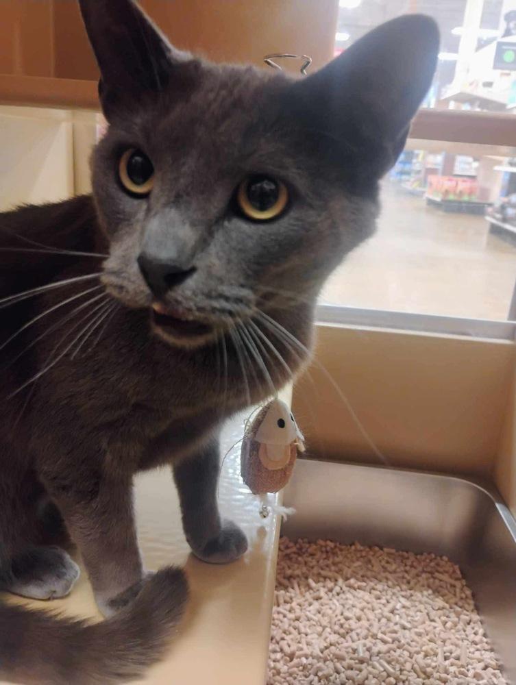 Figaro, a Adoptable Domestic Short Hair in Salisbury, NC image 6/6