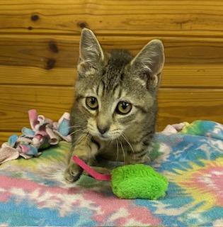 Mary Poppins - will magically fly right into your home and make it all better!