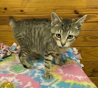 Mary Poppins - will magically fly right into your home and make it all better!