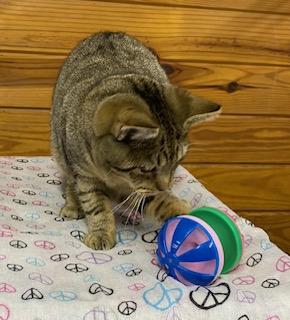 Enlarge Mary Poppins - will magically fly right into your home and make it all better!, a Adoptable American Bobtail in Cary, NC image 3/5