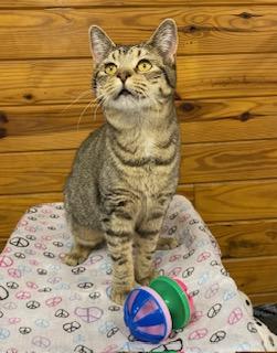 Enlarge Mary Poppins - will magically fly right into your home and make it all better!, a Adoptable American Bobtail in Cary, NC image 2/5