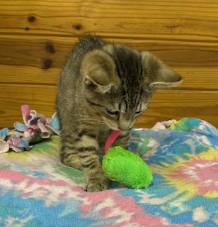 Mary Poppins - will magically fly right into your home and make it all better!