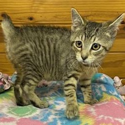 Mary Poppins - will magically fly right into your home and make it all better!