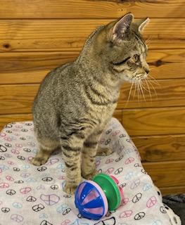 Enlarge Mary Poppins - will magically fly right into your home and make it all better!, a Adoptable American Bobtail in Cary, NC image 4/5