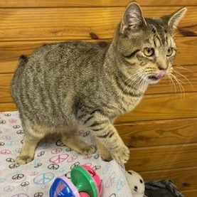 Enlarge Mary Poppins - will magically fly right into your home and make it all better!, a Adoptable American Bobtail in Cary, NC image 1/5