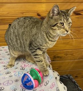 Enlarge Mary Poppins - will magically fly right into your home and make it all better!, a Adoptable American Bobtail in Cary, NC image 5/5