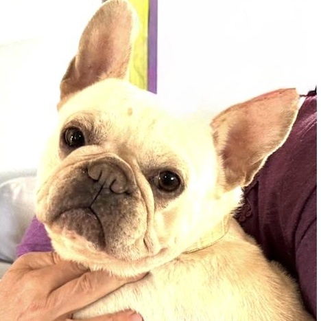 Enlarge Mia Hamm, a ADOPTABLE French Bulldog in Santa Rosa, CA image 1/1