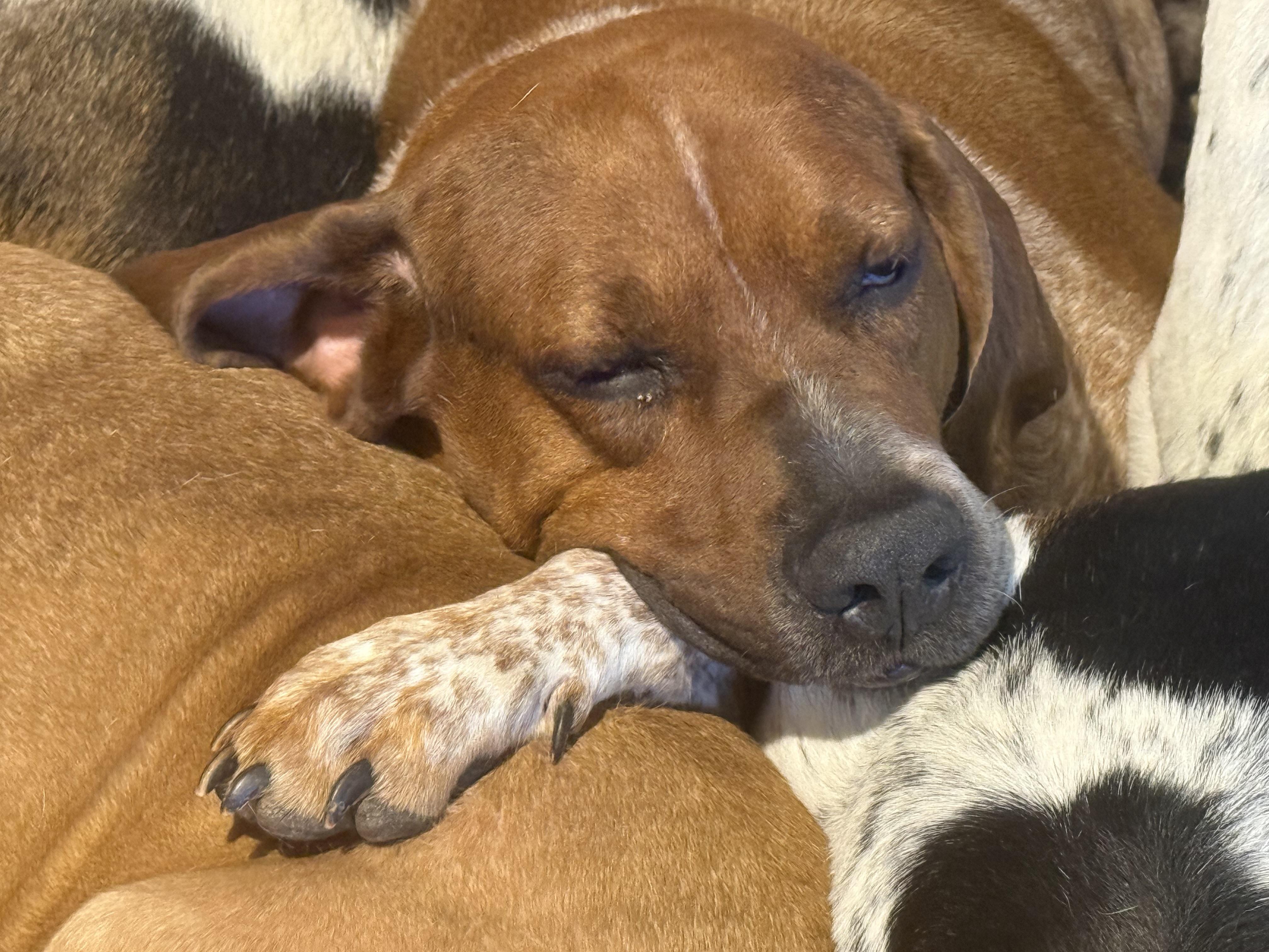 Lucas, Adoptable, Adult Male Hound.