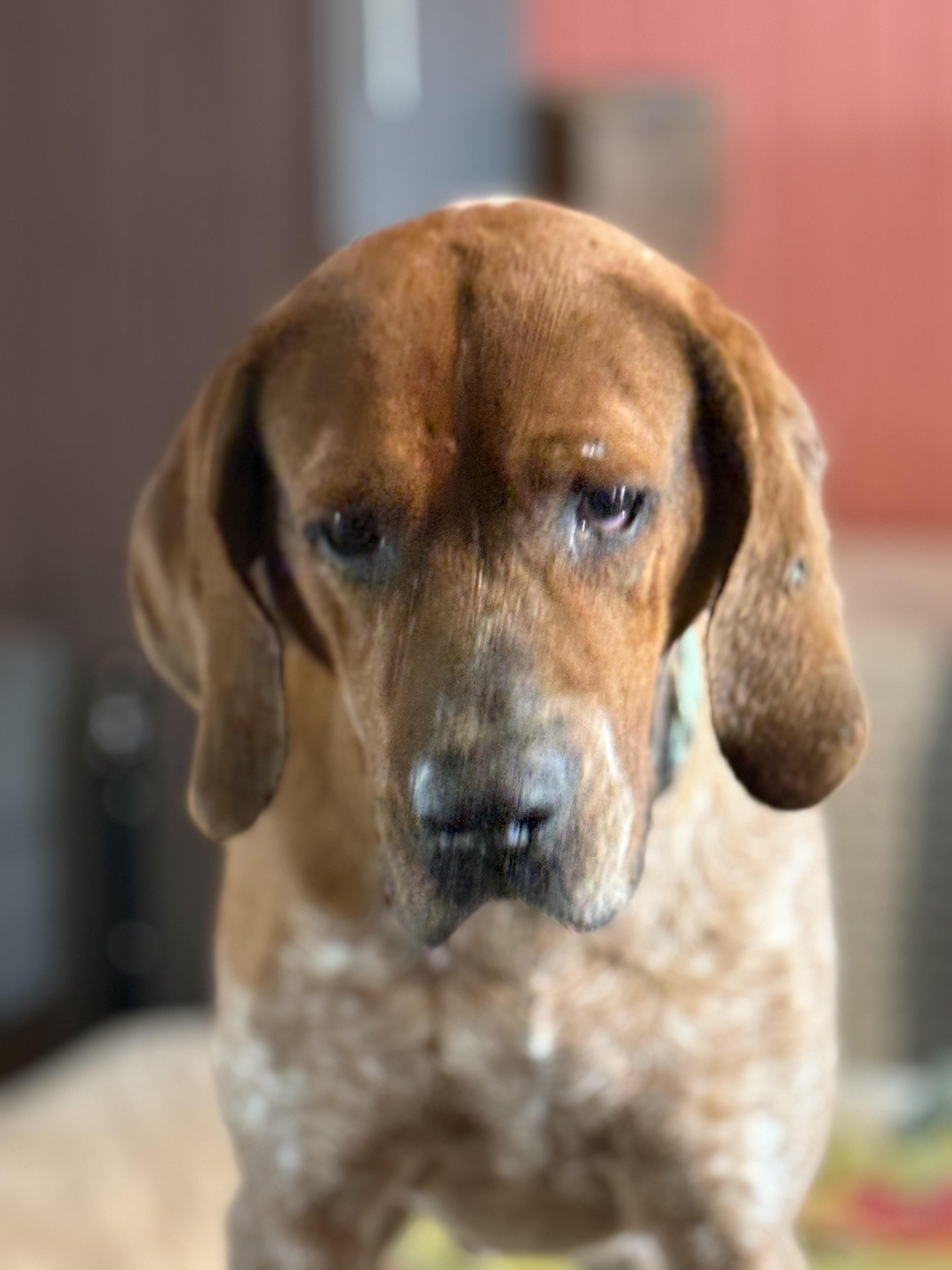 Lucas, a Adoptable mixed breed in Bakersville, NC image 3/5