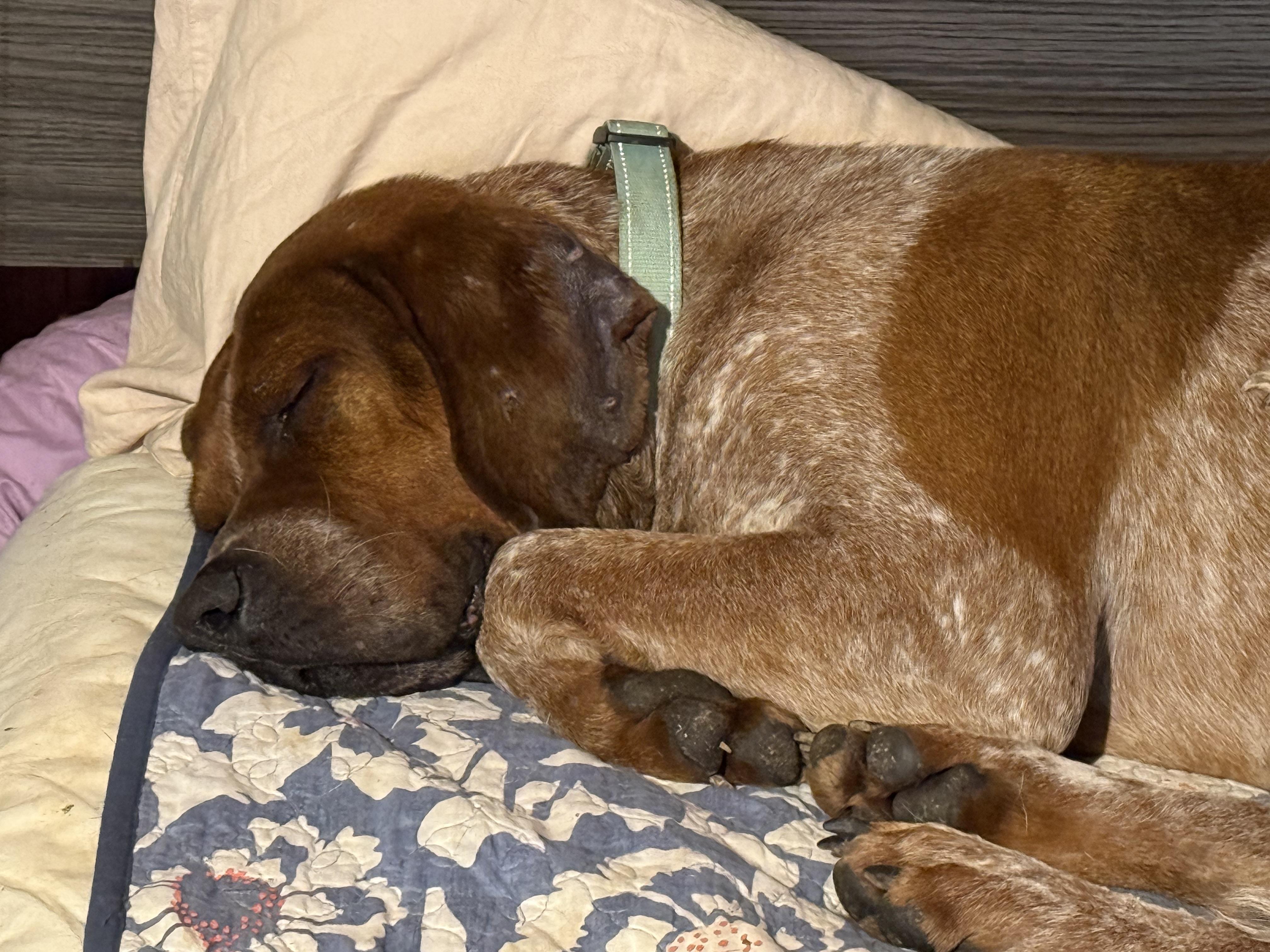 Lucas, a Adoptable mixed breed in Bakersville, NC image 4/5