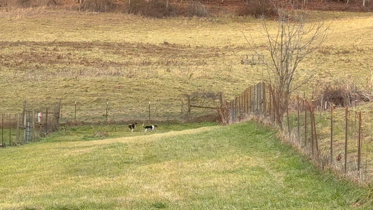 Enlarge Lucas, a Adoptable mixed breed in Bakersville, NC video 5/5