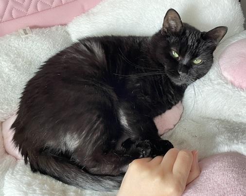 Enlarge Meow Meow, a Adoptable Domestic Short Hair in Washington Grove, MD image 2/5