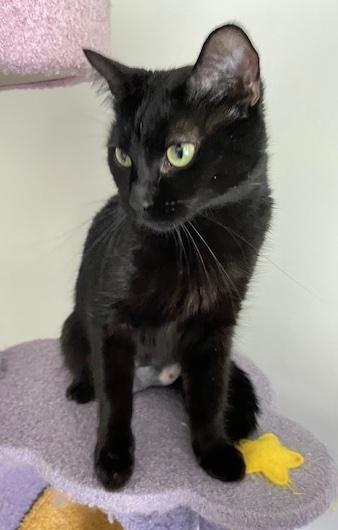 Meow Meow, a Adoptable Domestic Short Hair in Washington Grove, MD image 3/6