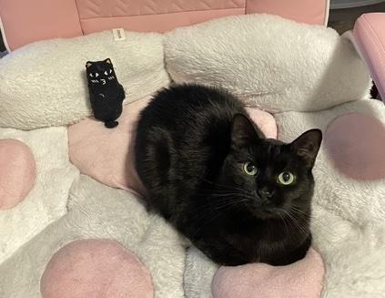 Enlarge Meow Meow, a Adoptable Domestic Short Hair in Washington Grove, MD image 3/5
