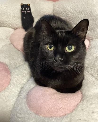 Enlarge Meow Meow, a Adoptable Domestic Short Hair in Washington Grove, MD image 1/5