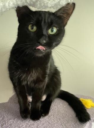 Meow Meow, a Adoptable Domestic Short Hair in Washington Grove, MD image 4/6