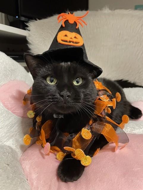 Meow Meow, a Adoptable Domestic Short Hair in Washington Grove, MD image 1/6