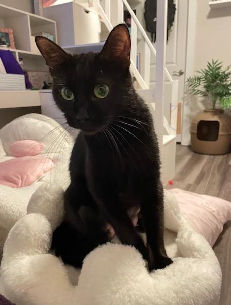 Meow Meow, a Adoptable Domestic Short Hair in Washington Grove, MD image 5/6