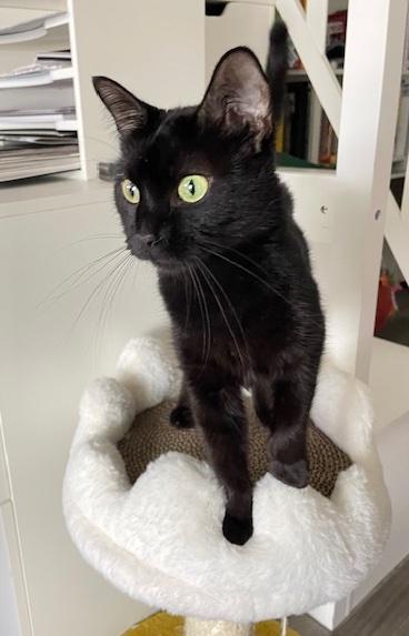 Meow Meow, a Adoptable Domestic Short Hair in Washington Grove, MD image 6/6