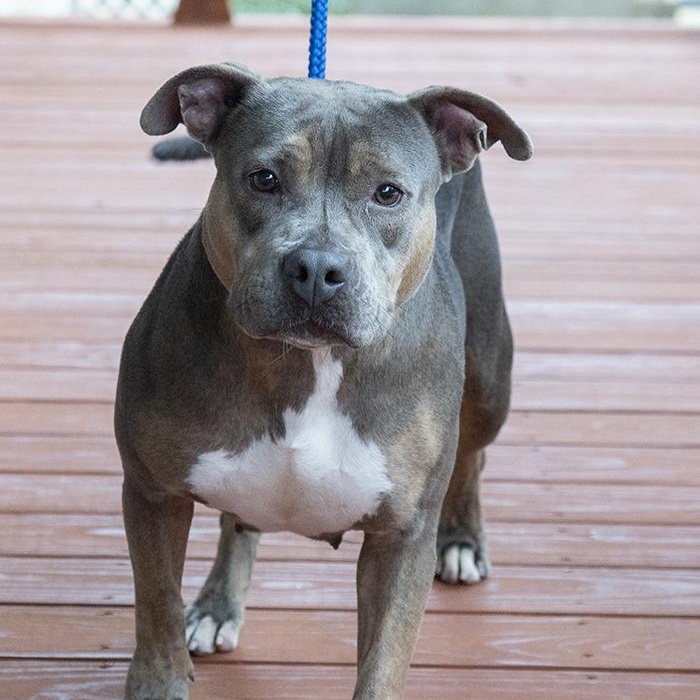 Enlarge Cayenne, a ADOPTABLE Pit Bull Terrier in Slidell, LA image 1/3