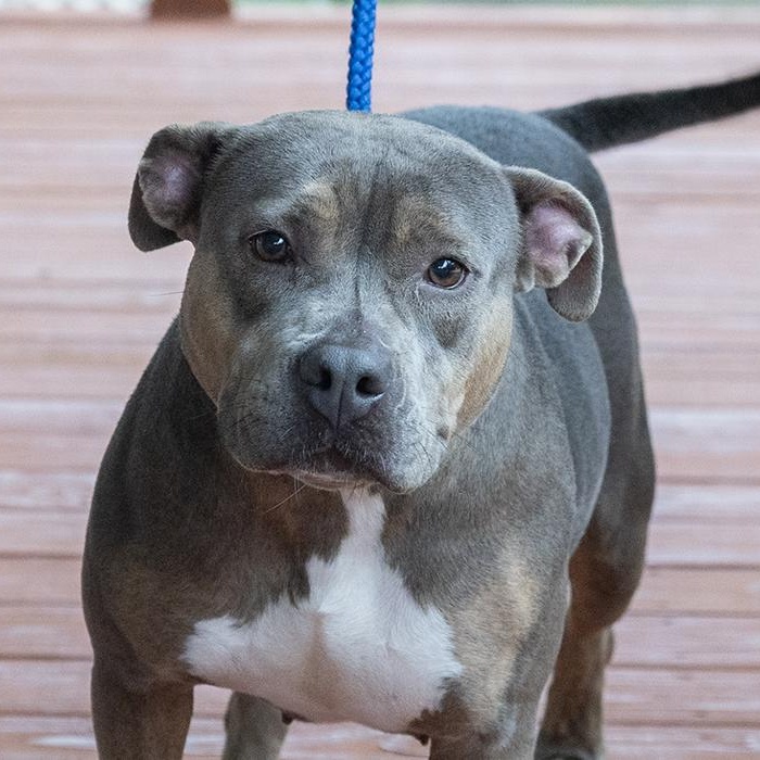 Enlarge Cayenne, a ADOPTABLE Pit Bull Terrier in Slidell, LA image 2/3