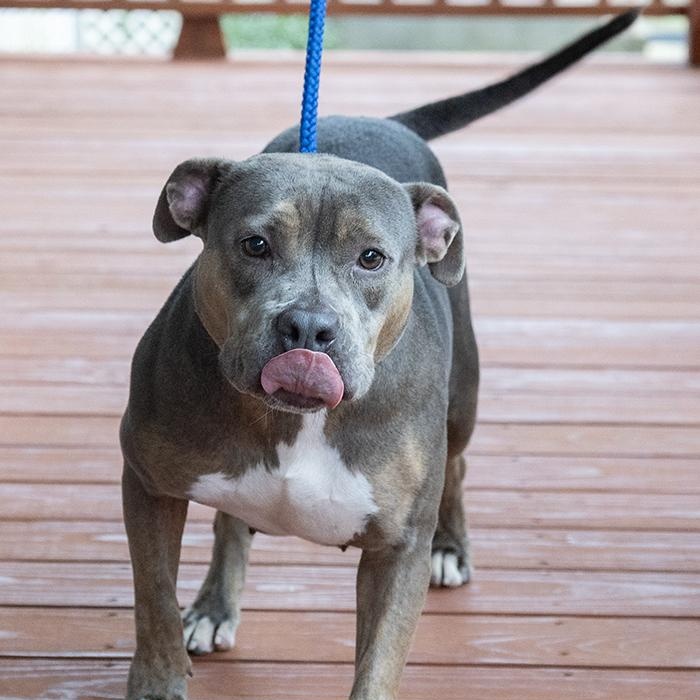 Enlarge Cayenne, a ADOPTABLE Pit Bull Terrier in Slidell, LA image 3/3